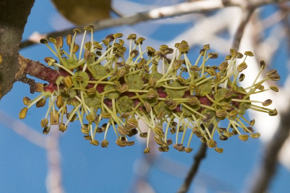 Ceratonia siliqua / Carrubo